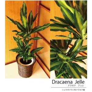 ドラセナ 観葉植物 幸福の木 ジェレ の鉢植え...の詳細画像3