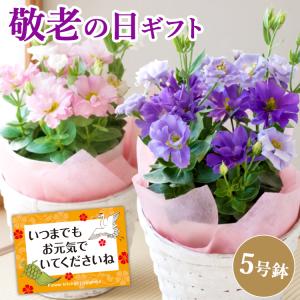 敬老の日 早割 花 プレゼント ギフト トルコキキョウ 花鉢 選べる2カラー 5号鉢 桔梗 鉢植え フラワーギフト 80代 70代 孫 祖母 2026 FKKE