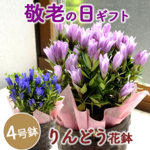 敬老の日 花 ギフト 花 りんどう 花鉢 選べる2カラー