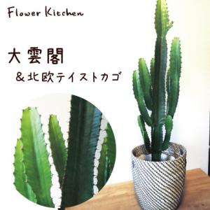 大雲閣 7号鉢　IKEA北欧カゴ　観葉植物　送料無料　グリーン　即日発送 あすつく FKTK