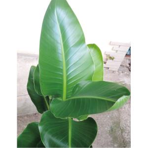 観葉植物 ストレリチア オーガスタ ニコライ ...の詳細画像3