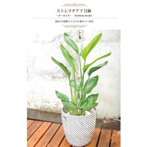 ストレリチア 7号鉢 オーガスタ+北欧スタイル...の詳細画像1