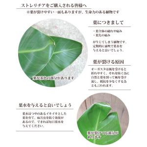 ストレリチア 7号鉢 オーガスタ+北欧スタイル...の詳細画像5