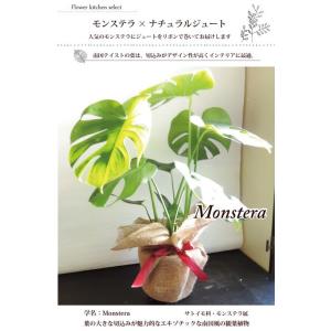 モンステラ + ナチュラルジュートに包んでお届...の詳細画像1