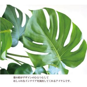 モンステラ + ナチュラルジュートに包んでお届...の詳細画像2