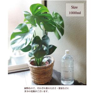 観葉植物 モンステラ 丸バナナカゴ 茶色 鉢カ...の詳細画像3
