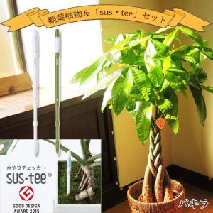 観葉植物 パキラ ねじり仕立て7号 おまかせカ...の詳細画像1