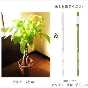 観葉植物 パキラ ねじり仕立て7号 おまかせカ...の詳細画像2