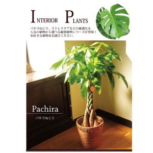 観葉植物 パキラ ねじり仕立て7号 おまかせカ...の詳細画像3