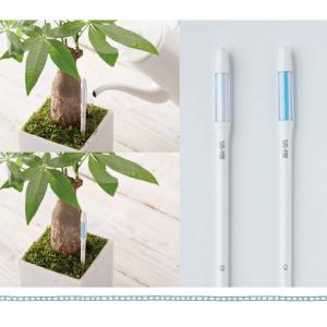 観葉植物 パキラ ねじり仕立て7号 おまかせカ...の詳細画像5