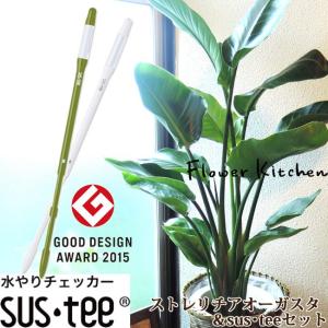 ［現品］97番　ストレリチアニコライ　オーガスタ　8号　観葉植物　大型　室内 FlowerKitchen 観葉植物 ストレリチア オーガスタ ニコライ 7号