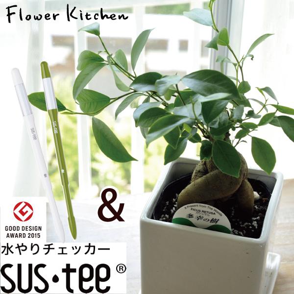 ガジュマル 四角陶器 ＋ サスティーM　陶器鉢 観葉植物 鉢植え FKTK
