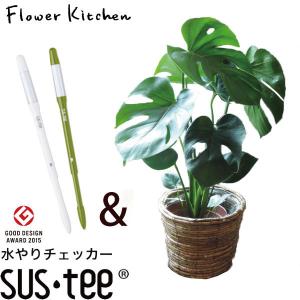 観葉植物　モンステラ丸茶カゴ　＋　サスティMサイズ　選べるカラー｜fkjiyugaoka