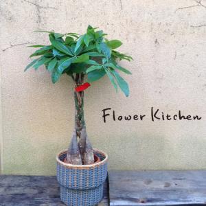 パキラ 商品一覧 Flowerkitchen Jiyugaoka 売れ筋通販 Yahoo ショッピング