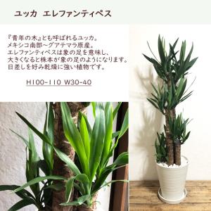 観葉植物 ユッカ 8号鉢 白セラート 青年の木...の詳細画像1