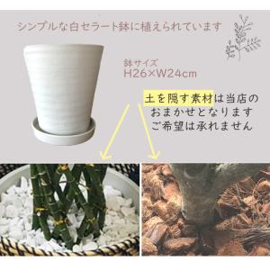 観葉植物 ユッカ 8号鉢 白セラート 青年の木...の詳細画像4