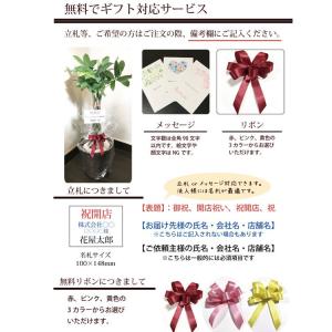 観葉植物 ユッカ 8号鉢 白セラート 青年の木...の詳細画像5