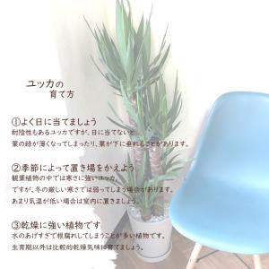 観葉植物 ユッカ 8号鉢 白セラート 青年の木...の詳細画像2
