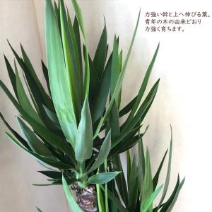 観葉植物 ユッカ 8号鉢 白セラート 青年の木...の詳細画像3