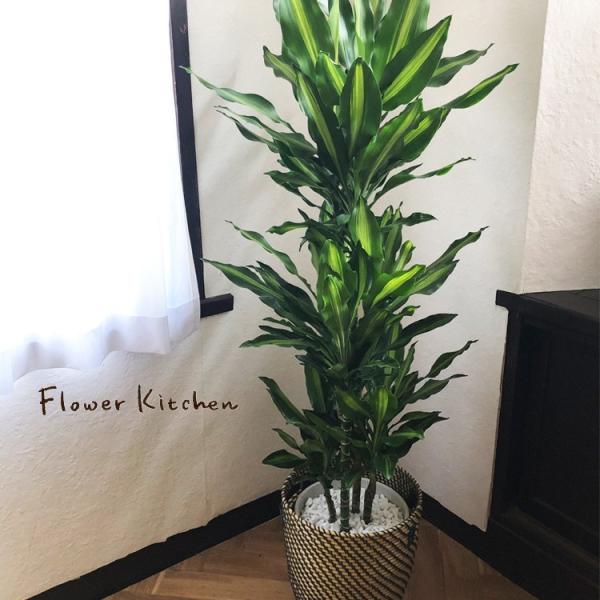 観葉植物　ドラセナ ジェレ ８号鉢　IKEAカゴセット FKTK