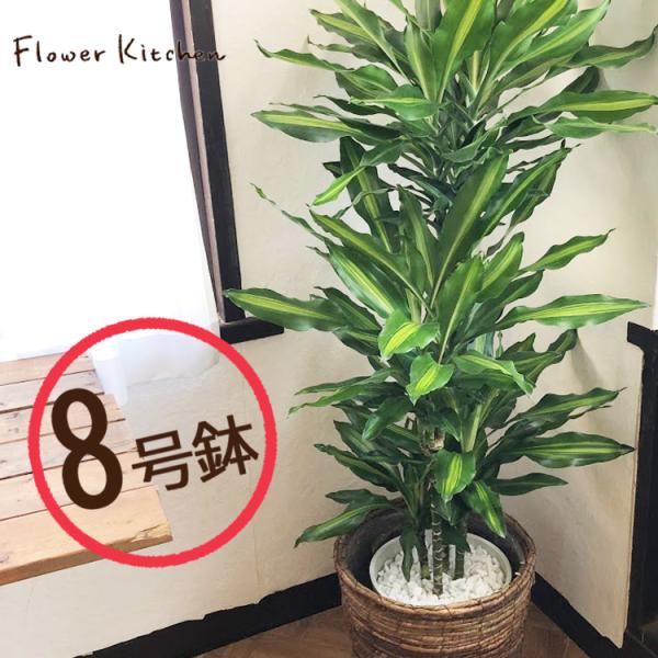 ドラセナジェレ8号鉢+茶カゴ 観葉植物 グリーン 【大型サイズ】