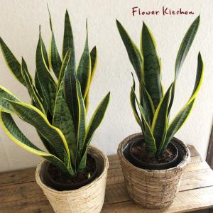 観葉植物　サンスベリア6号　＋　バナナ丸カゴ　FKTK｜fkjiyugaoka