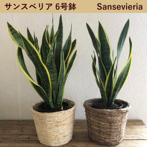 観葉植物 サンスベリア6号 + バナナ丸カゴ ...の詳細画像1