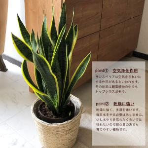 観葉植物 サンスベリア6号 + バナナ丸カゴ ...の詳細画像2