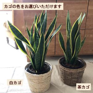 観葉植物 サンスベリア6号 + バナナ丸カゴ ...の詳細画像3