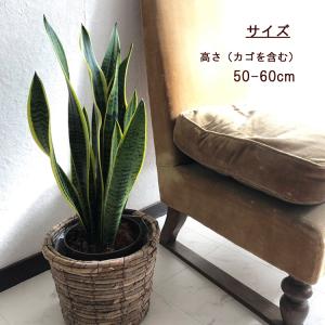 観葉植物 サンスベリア6号 + バナナ丸カゴ ...の詳細画像4