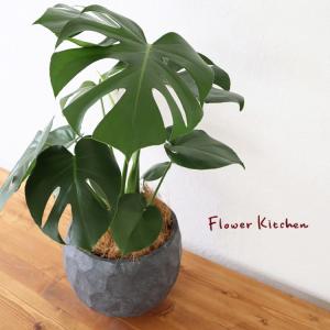 NO.331 最晃閣 : 万年青・庄おもと園 - 通販 - Yahoo!ショッピング