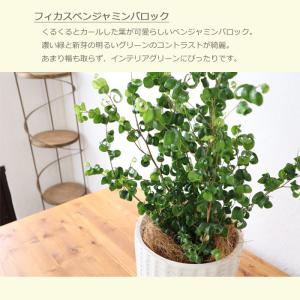 ベンジャミン バロック ジオメトリーラウンドブ...の詳細画像2