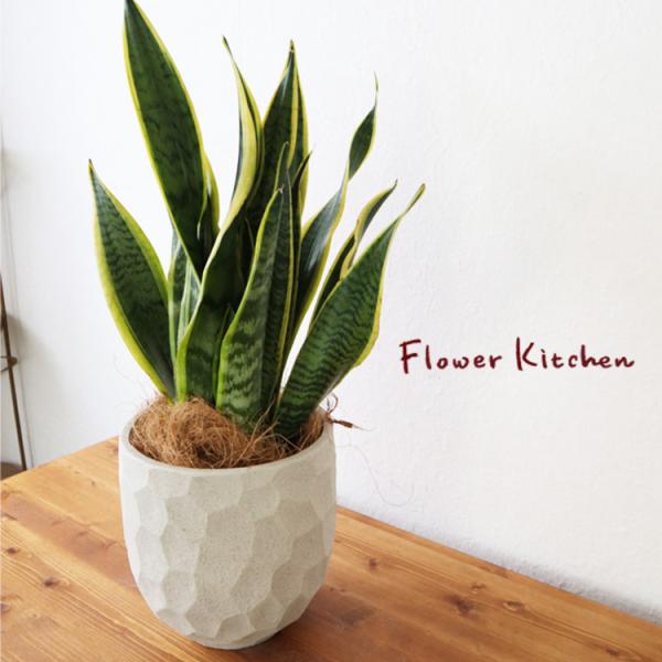 サンスベリア 6号鉢 ジオメトリーラウンド W鉢 ヤシ繊維・受け皿付（GF3285）