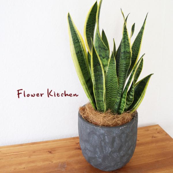 サンスベリア 6号鉢 ジオメトリーラウンド ブラック鉢 ヤシ繊維・受け皿付（GF3286）