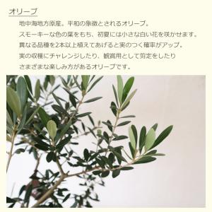 品種おまかせ オリーブ 6号鉢 ジオメトリーラ...の詳細画像2