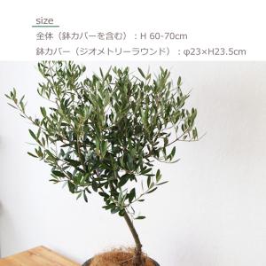 品種おまかせ オリーブ 6号鉢 ジオメトリーラ...の詳細画像3