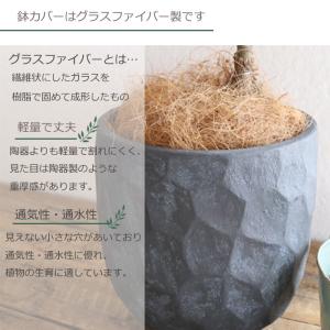 品種おまかせ オリーブ 6号鉢 ジオメトリーラ...の詳細画像4