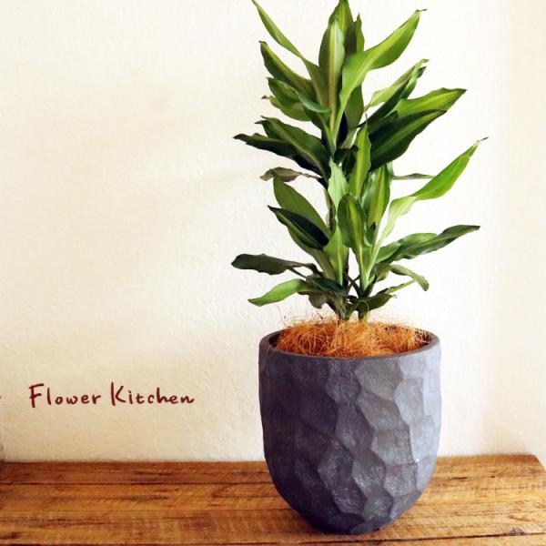 観葉植物 『ドラセナ ジェレ 6号鉢 ジオメトリーラウンド ブラック鉢 ヤシ繊維・受け皿付』 GF3...