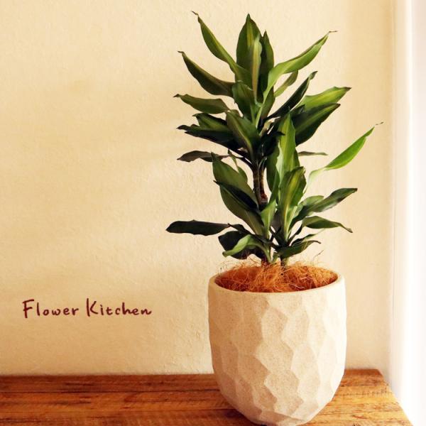 観葉植物 『ドラセナ ジェレ 6号鉢 ジオメトリーラウンド W鉢 ヤシ繊維・受け皿付』 GF3285...