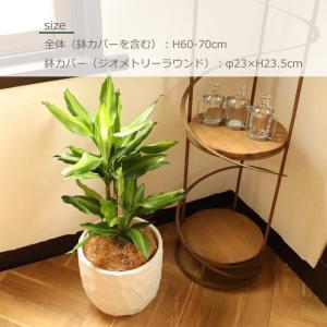 観葉植物 『ドラセナ ジェレ 6号鉢 ジオメト...の詳細画像2