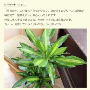 観葉植物 『ドラセナ ジェレ 6号鉢 ジオメト...の詳細画像3
