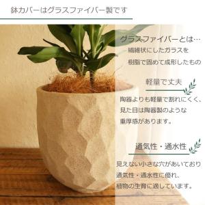 観葉植物 『ドラセナ ジェレ 6号鉢 ジオメト...の詳細画像4