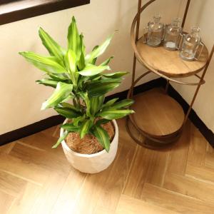 観葉植物 『ドラセナ ジェレ 6号鉢 ジオメト...の詳細画像5