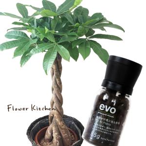 観葉植物と肥料のセット　パキラ 7号鉢 + evo 植物が元気になる肥料(85g)｜fkjiyugaoka