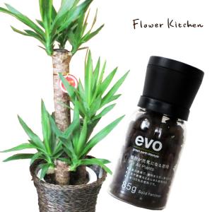 観葉植物【植物と肥料のセット】『 ユッカ 7号鉢 + evo 植物が元気になる肥料 85g 』｜fkjiyugaoka