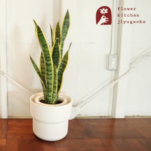 観葉植物 サンスベリア7号穴高陶器鉢 高さ約100cm サンセベリア