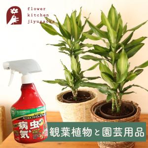 観葉植物 ドラセナ ジェレ 6号鉢 丸カゴ + ベニカXファインスプレー 420ml 住友化学園芸 　FKTK｜fkjiyugaoka