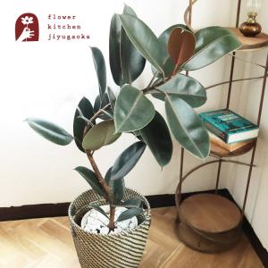 FlowerKitchen 観葉 曲がり仕立て フィカス ベンガレンシス オードリー
