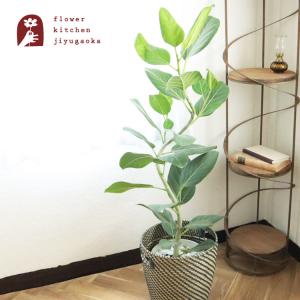 観葉　曲がり仕立て フィカス ベンガレンシス オードリー 7号 北欧スタイル ローグコルン 鉢カバー　FKTK　