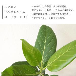 観葉 曲がり仕立て フィカス ベンガレンシス ...の詳細画像2